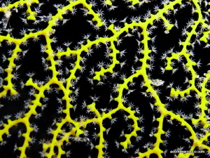 Seafan polyps by Adolfo Maciocco 